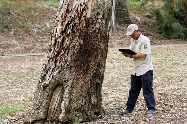 When Do You Need an Arborist Tree Report in Sydney