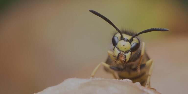 Dealing With Wasp Nests in Busy Homes and Commercial Properties