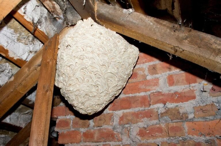 Seasonal Wasp Activity and Practical Ways to Protect Your Property