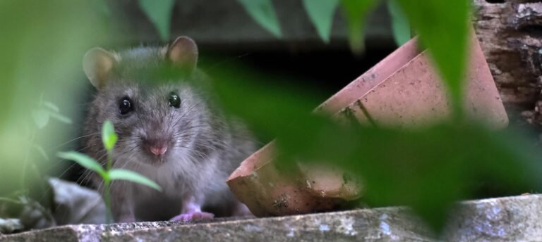 Pest Control Brentwood: How to Protect Your Property from Unwanted Pests